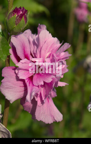 Hibiscus syriacus ist eine Pflanzenart aus der Gattung der blühenden Pflanze in der Mallow Familie, Malvaceae. Sie ist heimisch in den Süden und Südosten Chinas Stockfoto