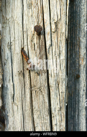 Rostige Nägel im alten Holz für Hintergründe und Texturen genagelt Stockfoto