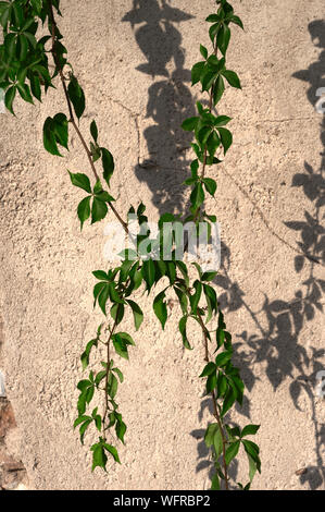 Verschlechtert Wand mit weinpflanze für Hintergründe und Texturen Stockfoto