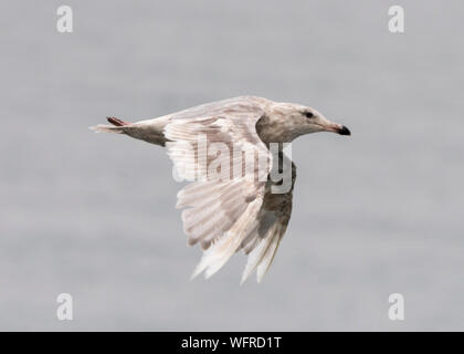 Blaukrautmöwe (Larus glaucescens), Saint Paul, Island, Alaska, USA Stockfoto