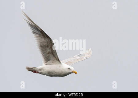 Blaukrautmöwe (Larus glaucescens), Saint Paul, Island, Alaska, USA Stockfoto