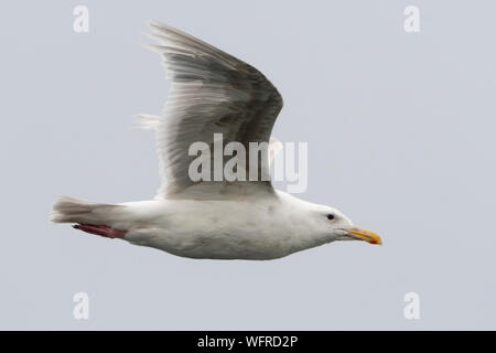 Blaukrautmöwe (Larus glaucescens), Saint Paul, Island, Alaska, USA Stockfoto