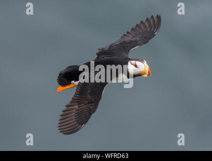 Gehörnte Papageitaucher von Saint Paul Island, Alaska Stockfoto