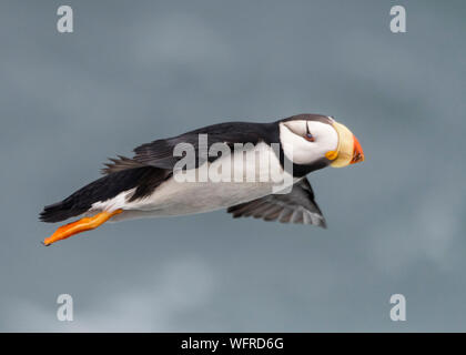 Gehörnte Papageitaucher von Saint Paul Island, Alaska Stockfoto