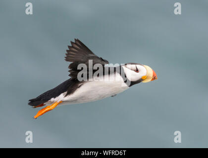 Gehörnte Papageitaucher von Saint Paul Island, Alaska Stockfoto