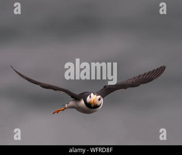 Gehörnte Papageitaucher von Saint Paul Island, Alaska Stockfoto