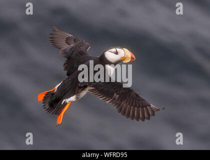 Gehörnte Papageitaucher von Saint Paul Island, Alaska Stockfoto