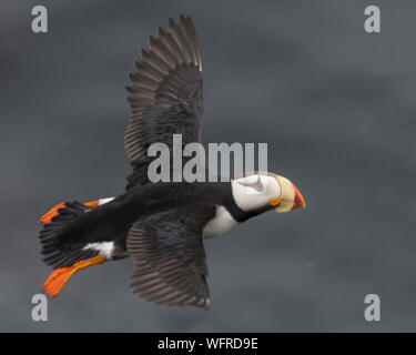 Gehörnte Papageitaucher von Saint Paul Island, Alaska Stockfoto