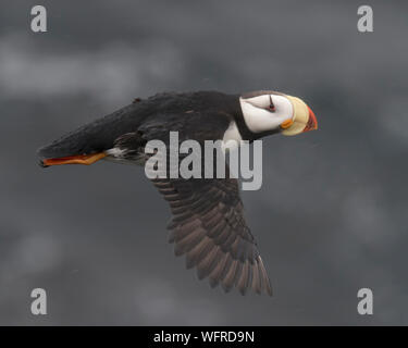 Gehörnte Papageitaucher von Saint Paul Island, Alaska Stockfoto