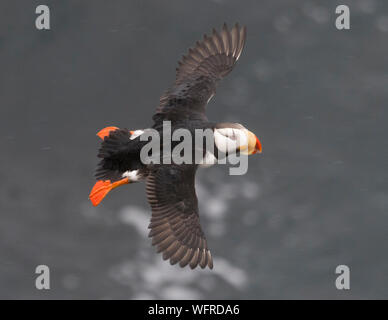 Gehörnte Papageitaucher von Saint Paul Island, Alaska Stockfoto