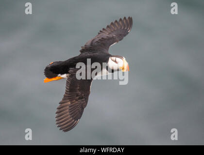 Gehörnte Papageitaucher von Saint Paul Island, Alaska Stockfoto