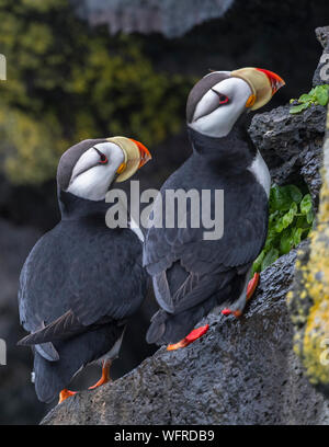 Gehörnte Papageitaucher von Saint Paul Island, Alaska Stockfoto