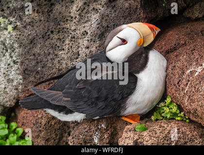 Gehörnte Papageitaucher von Saint Paul Island, Alaska Stockfoto