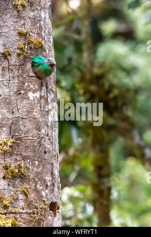 Glänzende Quetzal (Pharomachrus mocinno) bewohnt die Nebelwald von Costa Rica