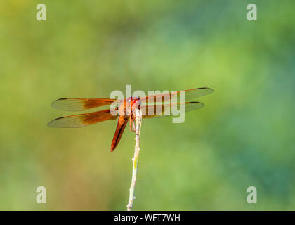 Der Flammenskimmer (Libellula saturata) ist eine im Westen Nordamerikas beheimatete Libellulidae. Stockfoto