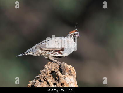 Gambel's Quail, Elephant Head Pond, Southern Arizona, Sonoran Desert, USA Stockfoto