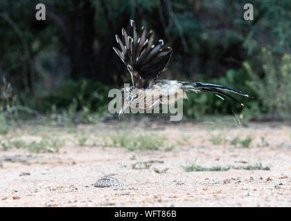 Greater Roadrunner (Geococcyx californianus) kämpft gegen eine westliche Diamondback-Klapperschlange (Crotalus atrox), den Südwesten der USA und Mexiko Stockfoto