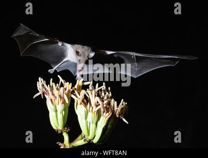 Mexikanische Lange-tongued Bat im südlichen Arizona Stockfoto