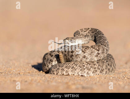 Westliche Diamondback Rattlesschlange (Crotalus atria) in der sonoranischen Wüste im Süden Arizonas Stockfoto