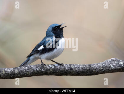 Schwarzkehliger Blauwaldsänger (Setophaga caerulescens), Hiawatha National Forest, Northern Michigan, USA Stockfoto