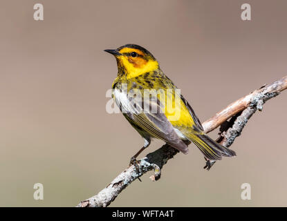 Kapwaldsänger (Setophaga tigrina) Stockfoto