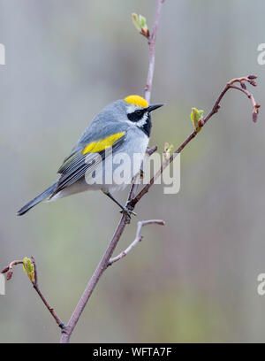 Der Golden-Warbler (Vermivora chrysoptera), der Großteil der Weltbevölkerung brütet in Wisconsin, Minnesota und Manitoba Stockfoto