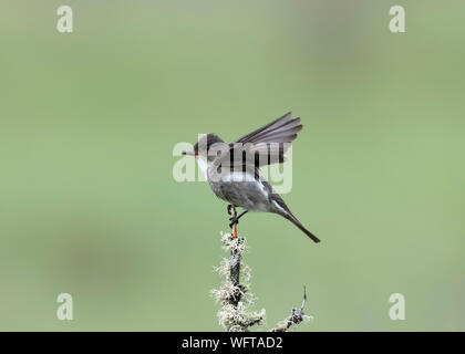 Olive-seitig Schopftyrann Stockfoto