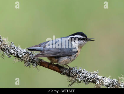 Rotbrust Nuthatch (Sitta canadensis), Nord-Michigan während der Migration, USA Stockfoto