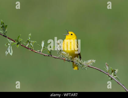 Schnäpperrohrsänger auf Frühling Blumen thront, Munuscong Bay Mgt, der Oberen Halbinsel von Michigan Stockfoto