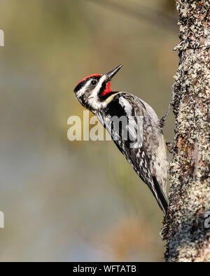 Yellow-billed Sapsucker während der Migration in den Norden von Michigan genommen Stockfoto