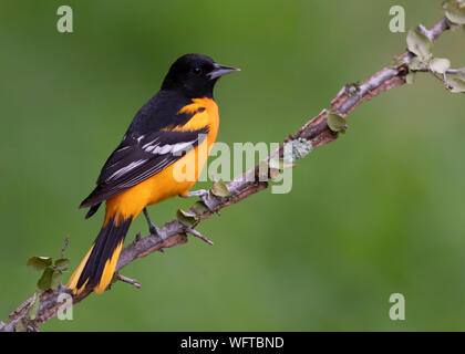 Baltimore Orioles auf Wasser im Frühling Migration in Galveston. Stockfoto