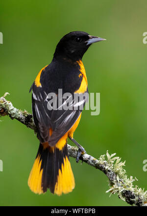 Baltimore Orioles auf Wasser im Frühling Migration in Galveston. Stockfoto