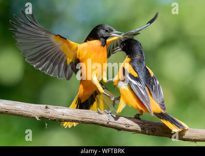 Baltimore Orioles auf Wasser im Frühling Migration in Galveston. Stockfoto