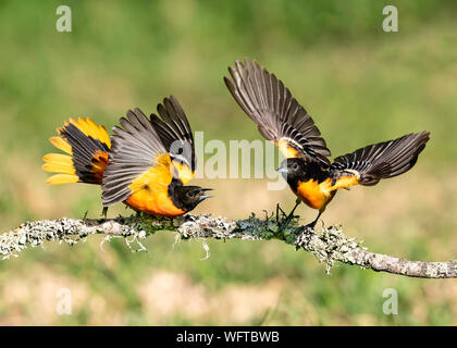 Baltimore Orioles auf Wasser im Frühling Migration in Galveston. Stockfoto