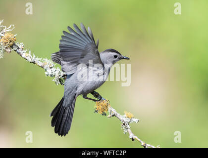 Grau Catbird auf Barsch am Wasser in Galveston Texas Stockfoto