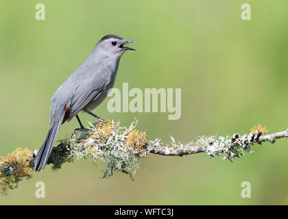 Grau Catbird auf Barsch am Wasser in Galveston Texas Stockfoto