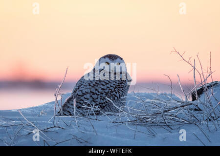 Schneeeule (Bubo scandiacus) im Schnee, Ontario, Kanada, Nordamerika Stockfoto