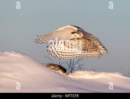Schneeeule (Bubo scandiacus) im Schnee, Ontario, Kanada, Nordamerika Stockfoto