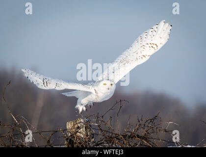 Schneeeule (Bubo scandiacus) im Schnee, Ontario, Kanada, Nordamerika Stockfoto