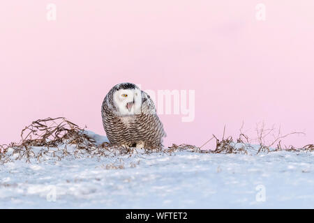 Schneeeule (Bubo scandiacus) im Schnee, Ontario, Kanada, Nordamerika Stockfoto