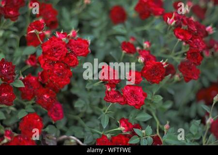 Magenta Rosen wachsen im Sommer Garten Stockfoto