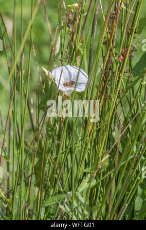 Honey Bee - wie Nahrungssuche Insekt auf Blume von Hedge Bindweed/Calystegia sepium wachsen in der Sonne. Gemeinsame Unkraut UK, lästigen Unkraut, Hecke pflanzen Stockfoto