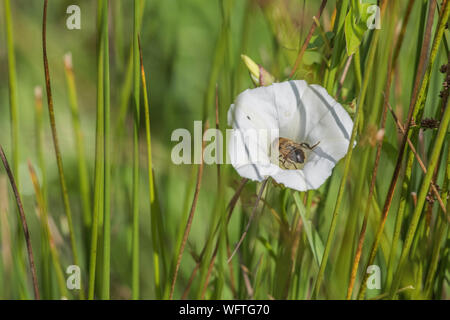 Honey Bee - wie Nahrungssuche Insekt auf Blume von Hedge Bindweed/Calystegia sepium wachsen in der Sonne. Gemeinsame Unkraut UK, lästigen Unkraut, Hecke pflanzen Stockfoto