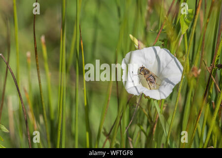 Honey Bee - wie Nahrungssuche Insekt auf Blume von Hedge Bindweed/Calystegia sepium wachsen in der Sonne. Gemeinsame Unkraut UK, lästigen Unkraut, Hecke pflanzen Stockfoto