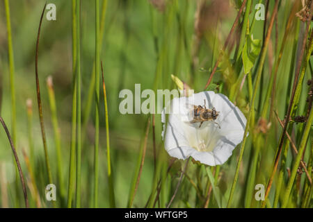 Honey Bee - wie Nahrungssuche Insekt auf Blume von Hedge Bindweed/Calystegia sepium wachsen in der Sonne. Gemeinsame Unkraut UK, lästigen Unkraut, Hecke pflanzen Stockfoto