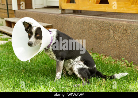Blue heeler suchen besorgt um sein Haustier Kegel abzuschrecken lecken ein frisch vernäht Wunde tragen. Stockfoto