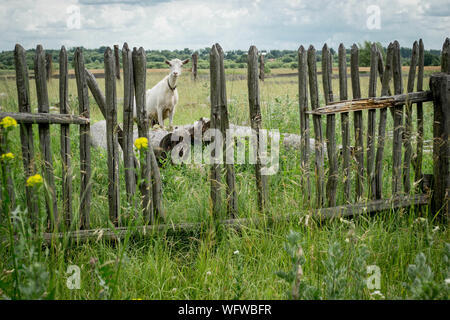 Region Bondari, Tambow, Russland. 31 Aug, 2019. Ziege Weiden in einem russischen Dorf Credit: Demian Stringer/ZUMA Draht/Alamy leben Nachrichten Stockfoto