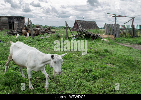 Region Bondari, Tambow, Russland. 31 Aug, 2019. Ziege Weiden in einem russischen Dorf Credit: Demian Stringer/ZUMA Draht/Alamy leben Nachrichten Stockfoto