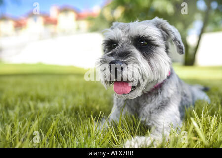 Porträt einer wunderschönen Hund schnauzer sitzen auf dem Gras und schaut in die Ferne im Park. Das Konzept der Liebe für Tiere. bester Freund Stockfoto