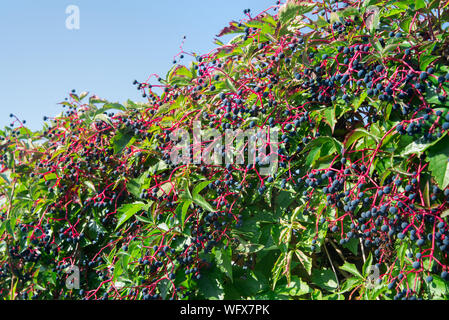 Parthenocissus Subtomentosa, Virginia Creeper, Victoria Kriechgang Beeren und Blätter an einem sonnigen Tag Stockfoto